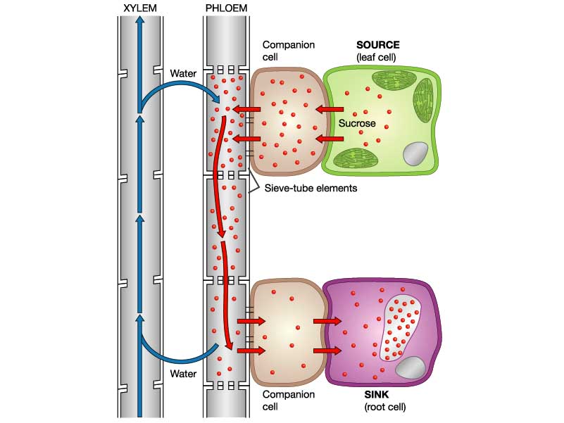 The Movement Of Sugars AKA Translocation Sahiljhamb